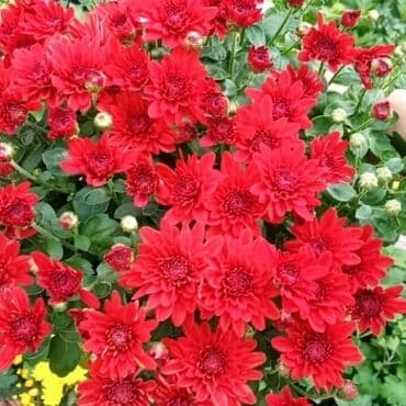 topdan gül satışı: Xrizantema payızgüllərinin topdan və pərakəndə satışı. Qiymətlər — 13