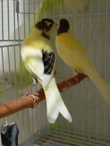 tutu quşları: Bülbül cavan ərkək qiymət birinə ayitdi Sarı rəngli kanareyalar – — 2