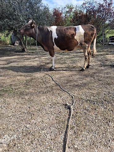 Dişi, Simental, il: 5, Südlük, Ünvandan götürmə lalafo.az -da Dişi, Simental, il: 5, Südlük, Ünvandan götürmə
