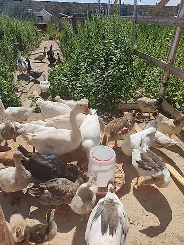 ruan ördəyi: Ciddi şəxslər yazsın, Həresinin öz qiyməti var. Pula ehdiyaci var deyə — 1
