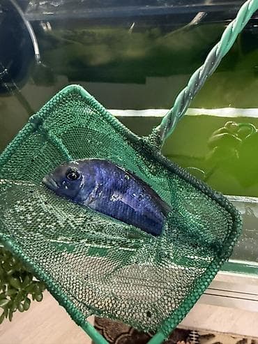 balıq yemleri: Dördbucaq akvarium, Balıqlarla birlikdə, 240 l — 4