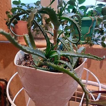 алоэ вера купить: Aloe bitkisi dibcekde satilir. 5azn — 4