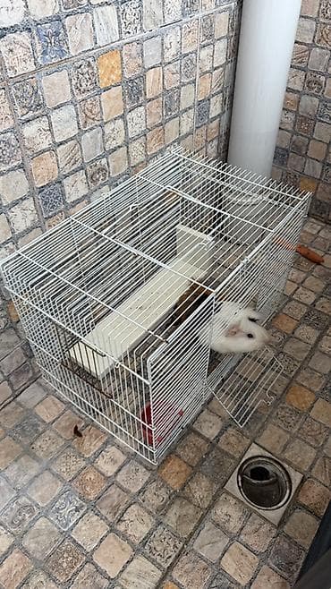 balaca sirin itler: Mini donuzcuq qəfəsle birge verilir Ailə üçün mehriban, səs-küysüz və — 3