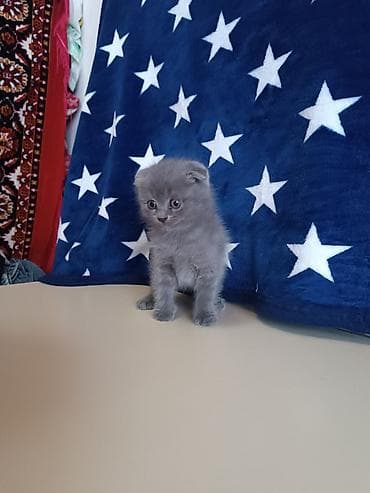 pişik ev: Şotland, Ünvandan götürmə — 6