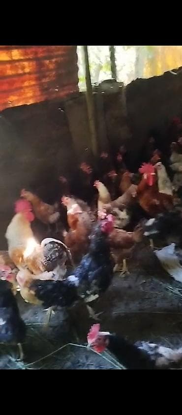 Məhsul: 40 toyuq 15 xoruz çəkiləri balacalar 1.700-2 kilo arası — 2