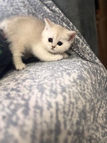 fars pişik: Şotland, Ünvandan götürmə, Pulsuz çatdırılma — 8