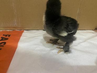 hamster satis: Toyuq cücələri, Ətlik — 4