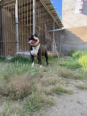 Pitbul, Erkek, Cütləşmə üçün