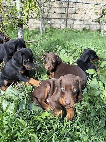 coban iti type 0: Doberman, 1 ay, Peyvəndli — 7