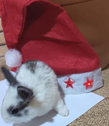 heyvanlar satışı: Salam.bayramin en gozel hediyyesinden biri şirin heyvanlar ile — 4