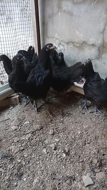 Salam.Temiz gan avstrolop cuceleri, toros xetti. iki ayliqdilar, Ata — 2
