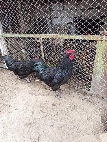 Akvariumlar: Məhsul:avstroloq damazlıq xoruzlar .10 ayliq əlaqə nomre 070 253 14 11 — 8