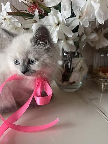 mingəcevir pişik: Britan, Dişi, Yaxşı əllərə — 4