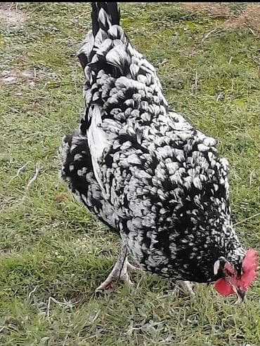 yaponka cuce: Toyuq, Damazlıq, Ünvandan götürmə, Ödənişli çatdırılma — 10