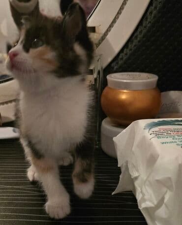 pişik biti: Dişi, Yaxşı əllərə — 5