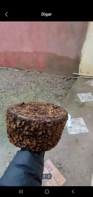 Sabirabada çox qedimi papaq satlır 200azın lalafo.az -da Sabirabada çox qedimi papaq satlır 200azın