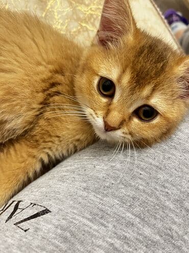 su pişiyi: Qızıl şinşilla, Erkək, Yaxşı əllərə — 3