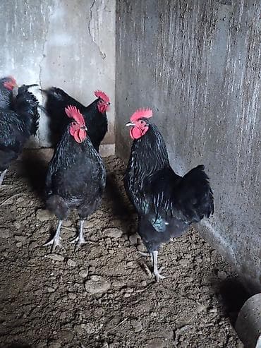 ov iti satilir: Xoruz, il: 1, Ünvandan götürmə — 3