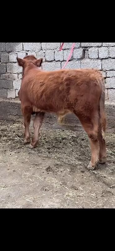 erkəy danalar: Qırmızı-qonur rəngdə, uzun tüklü gənc buğa balası (erkək danalıq) — 5