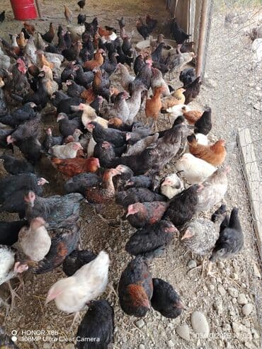 heyvan bazari inekler: Курица, Для разведения — 4