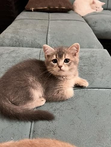 Britan, Erkək, Yaxşı əllərə, Ödənişli çatdırılma