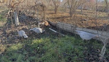 Şəkildə gördüyünüz kanada cinsli Hinduşkaların yumurtalarıbir ədədi