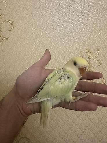 qus sesi: Salam 1 aylığ balalardı.Hamsı tam sağlamdır.Ələ öyrəşdirmək olar — 6