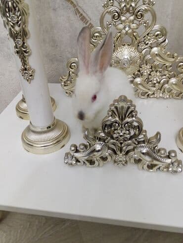 ev dovşan: Ağ rəngli dekorativ dovşan Erkey dovşandi sortu cinsdi qırmızı gözlü — 2