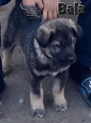 balaca tuklu it: Qafqaz çoban iti, 2 ay, Erkek, Peyvəndli, Rayonlara çatdırılma — 1