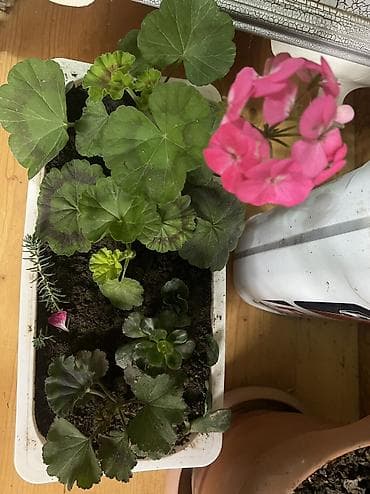 xetayi rayonu: Dipcek guleri — 7