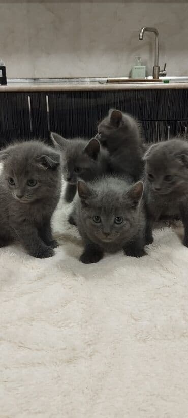 şinşilla pişik: Шотландская, Самка, Для вязки, Самовывоз — 3