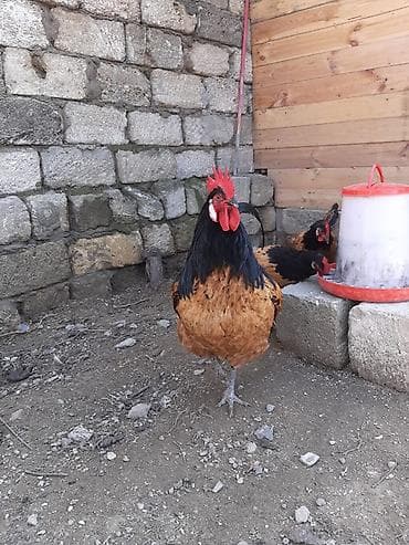 yorga at: Saf cins toyuq-xoruzlar Vorverk cuceleri satilir. Tecili. heyvanlarin — 4