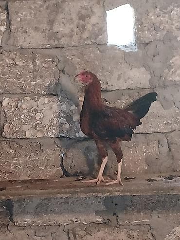 Toyuq cücələri, Damazlıq