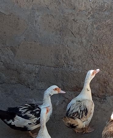 cat: 2 dişi lal ördək biri qırt oturmaq isdyir 2 45 manat çadrlma var — 1