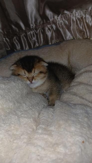 pişik pulsuz: Şotland yastı qulaq, Erkək, Dişi, Yaxşı əllərə, Ünvandan götürmə, Pulsuz çatdırılma, Ödənişli çatdırılma — 1