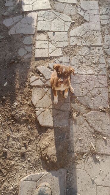 golden retriever balası satılır: 6 ay, Erkek, Ünvandan götürmə — 2