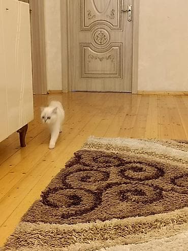 pişik pers: Britan — 5