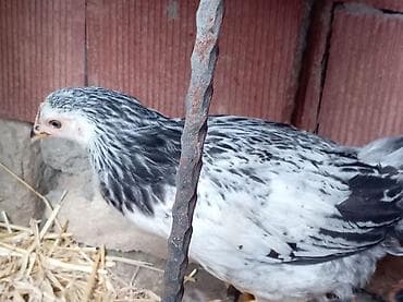 kend colpalari: Toyuq, Damazlıq, Ünvandan götürmə — 6