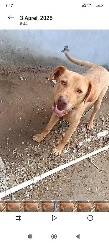 golden retriever satilir: Retriever, 10 ay, Erkek, Peyvəndli, Ünvandan götürmə — 8