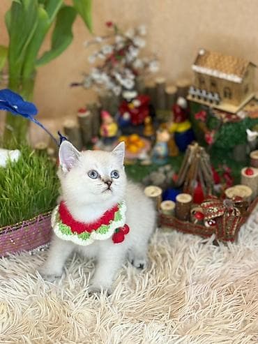 Britan, Dişi, Yaxşı əllərə, Ödənişli çatdırılma