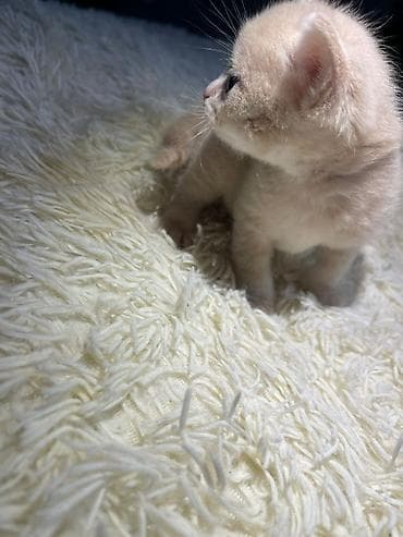 ag pisik sekilleri: Şotland — 4