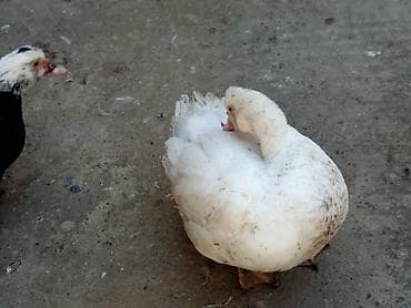 Mal-qara: Tecılı satlir xayiş edirəm boş boş yazmayın ciddi olan buyursun — 4