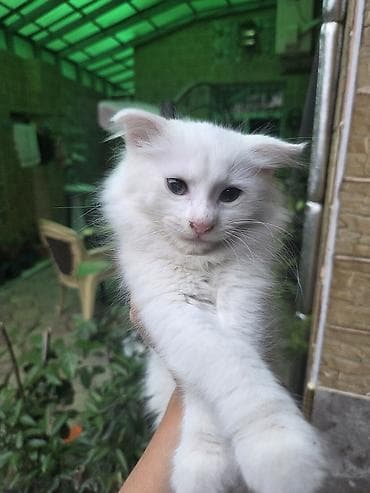 Heyvanlar: Türk anqora, Dişi — 2