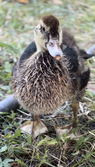 yarasa yuvası qiymeti: Muscovy ördəyi (indoutka) – qarışıq qara-ağ lələklər, qırmızı karnizli — 12