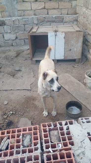 Gəmiricilər: 11 ay, Dişi — 1