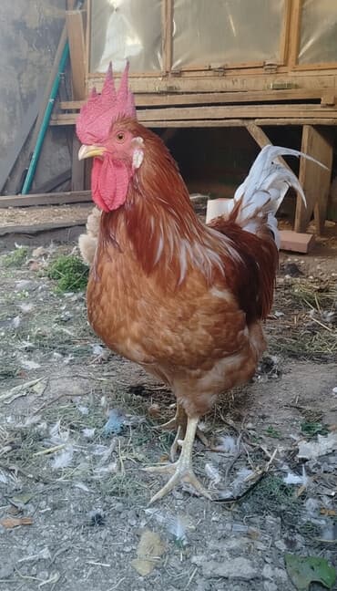 Xoruz, il: 1, Ödənişli çatdırılma