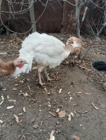 K/t heyvanları və malları: Ağ hinduska kanada erkek satilir ya deyisirem durbonla ya qirmizi — 3