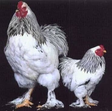 Коровы, быки: Курица, Brama, Для разведения — 2