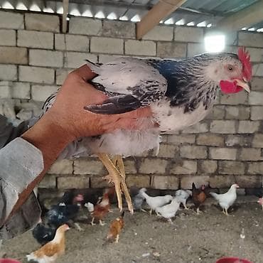 sultan xoruzu: Xoruz, il: 1, Ünvandan götürmə — 3