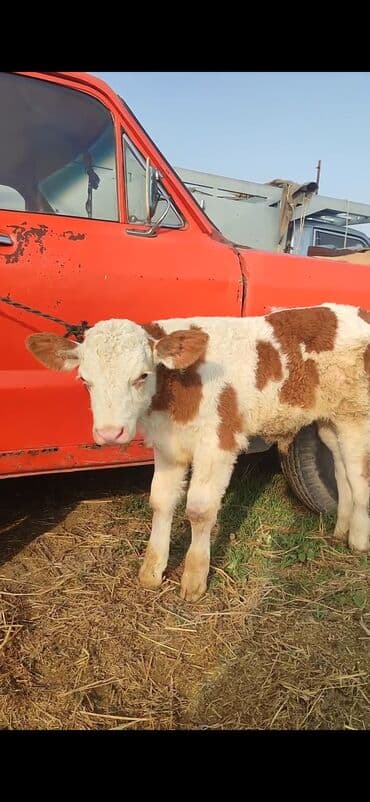 quzu şəkilləri: Satış: balaca buzov - Cins: ağ-qəhvəyi ləkəli, etlik-südlük tip. - — 3